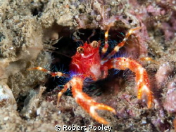 Bug-eyed Squat Lobster (aka "RoboCon").  Lives in a vacat... by Robert Pooley 